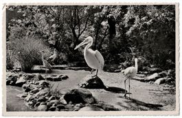 St. Gallen, Wasser-Geflügel im Stadtpark, gelaufen 1954