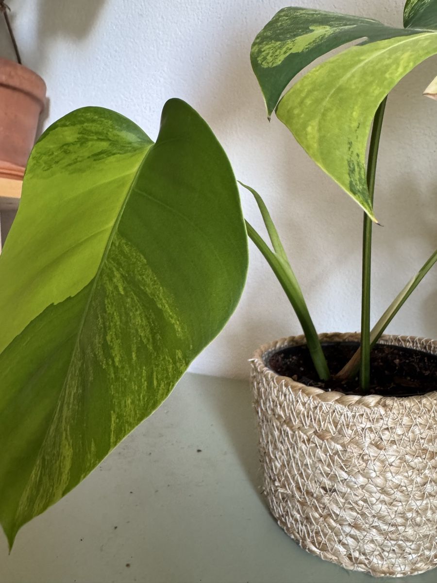 monstera deliciosa stecklinge Bewurzelte Monstera Aurea Stecklinge – HappiestPlants main image 0