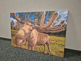 Leinwandbild Elch Motiv Naturfotografie