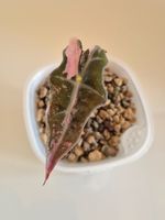 🌿 Junge Alocasia Nobilis Pink 1🌿