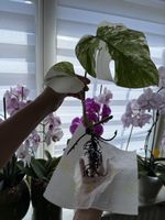 Monstera Albo Variegata Steckling mit Wurzeln