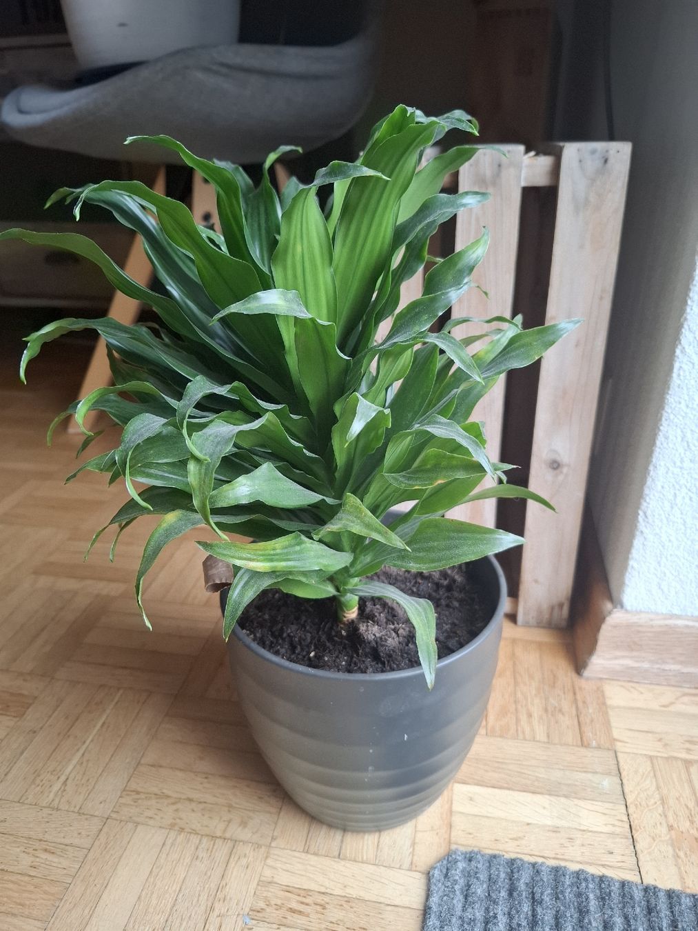 Piante & sementi: Dracena, Zimmerpflanze – Usato da Zeihen venduto da P_B4 1