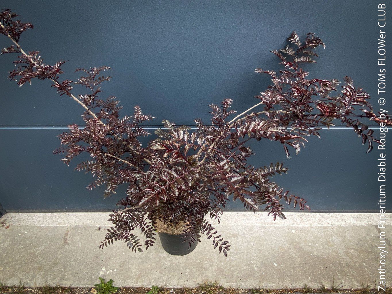 Pflanzen & Samen: Zanthoxylum Piperitum 'Diable Rouge' - Japanischer Pfeffer – Neu und originalverpackt aus Adliswil von asTOMas963 2