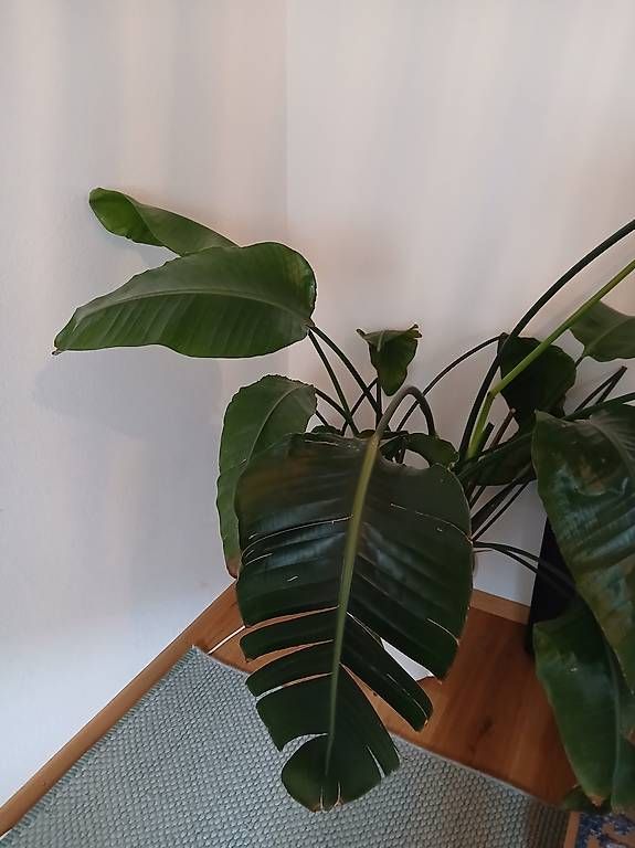 Pflanzen & Samen: Zimmerpflanze gross, Strelitzia – Gebraucht aus Muttenz von bar_j8xd 1