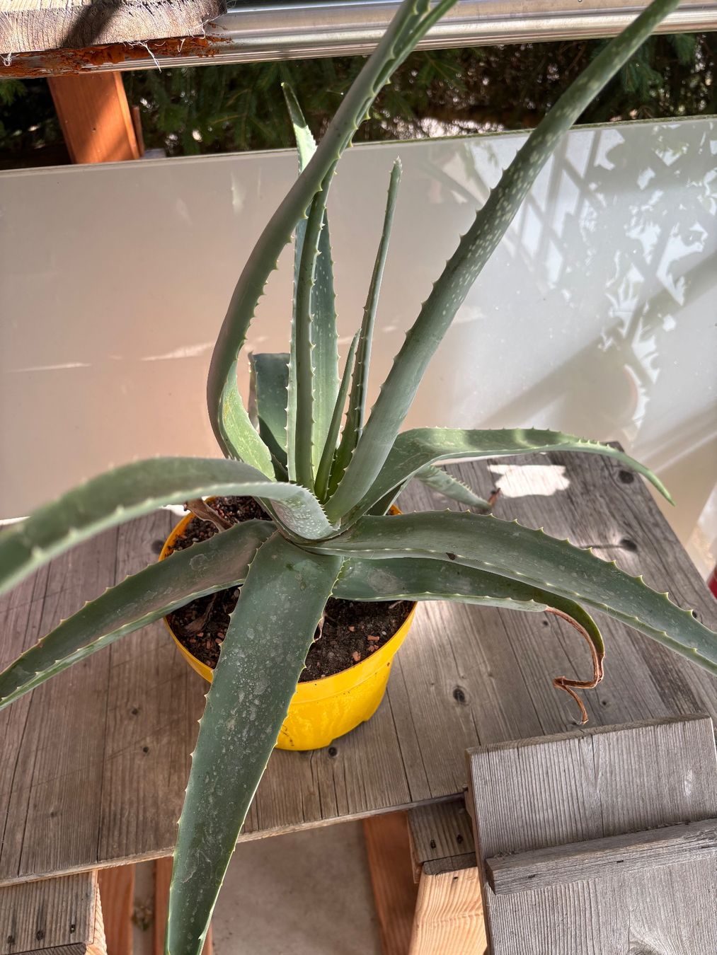 Plantes & graines: Aloevera – D'occasion à Schaffhausen par sina_feivel 1