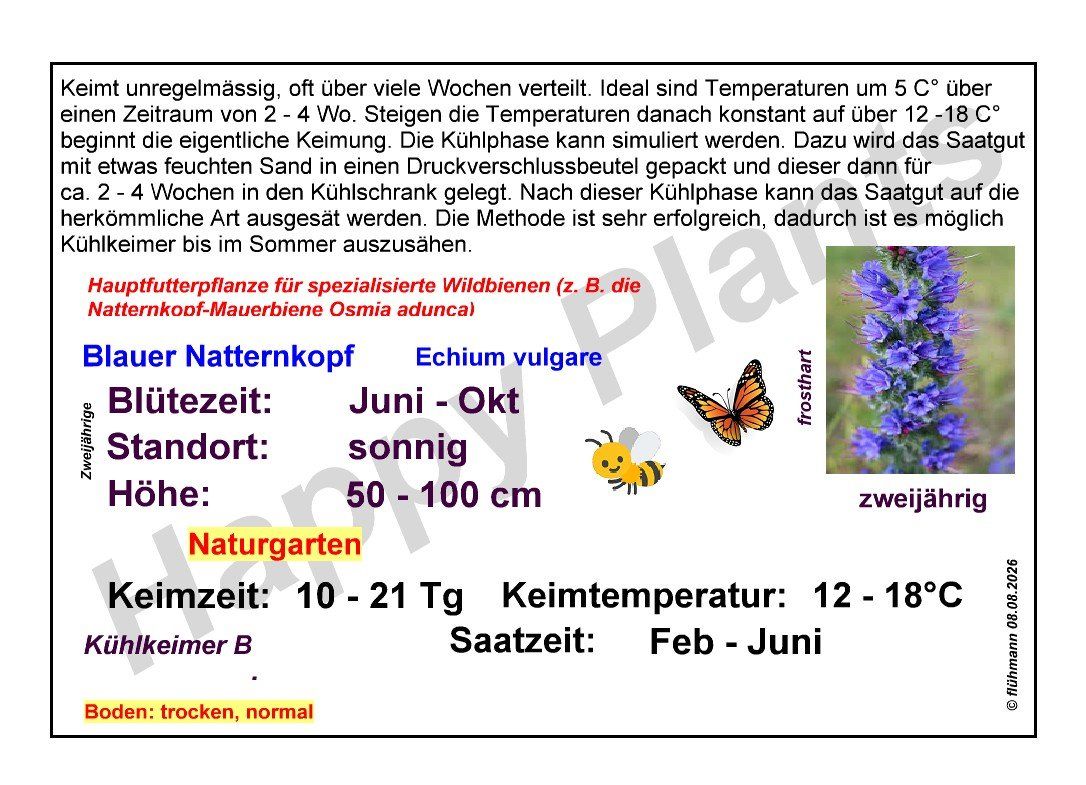 Piante & sementi: Blauer Natternkopf - Echium vulgare - 200 Samen – Nuovo e nell'imballaggio originale da Sumiswald venduto da Cham14558 3