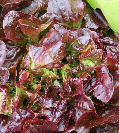 Piante & sementi: Roter Buttersalat  / 20 Samen – Nuovo (secondo la descrizione) da Hinteregg venduto da ERFOLG78 2