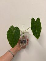 😍 Alocasia Frydek Baby (Nr. 6)