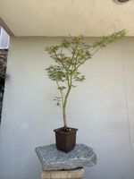 🍁 Acer palmatum Dissectum Pre-Bonsai 110 cm
