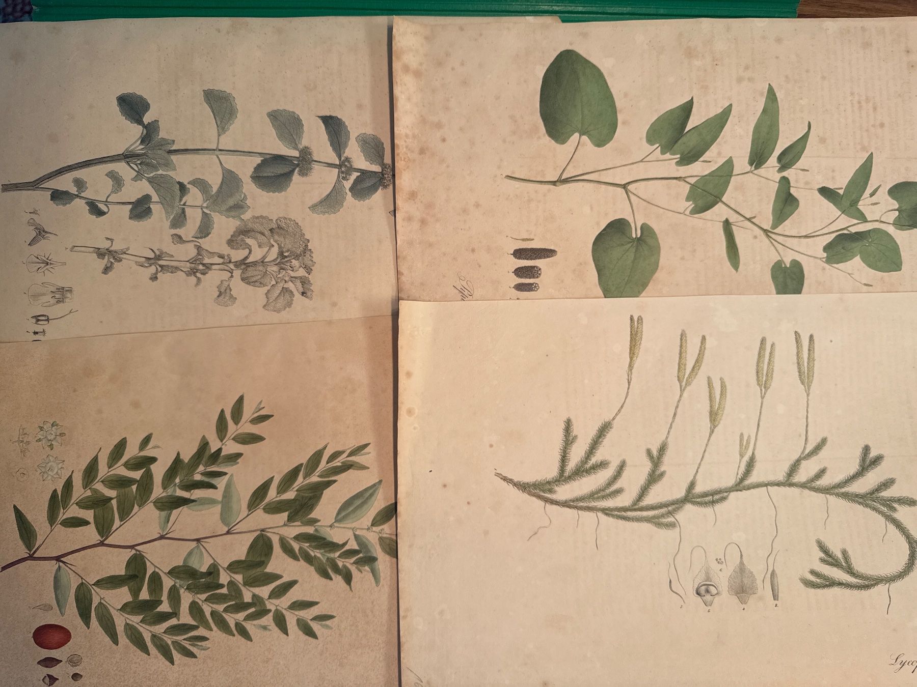 Grafiken & Lithographien: Original Botanik Drucke 1828 – Gebraucht aus Männedorf von magiundmerlin