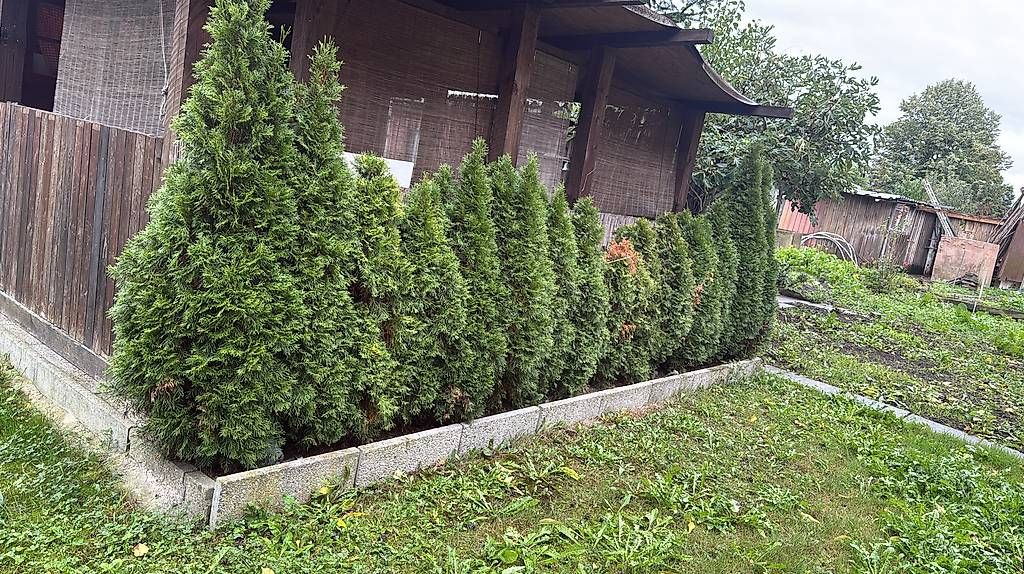 Pneumatici & Ruote complete: Alles Gratis in Cham Abholung  – Usato da Cham venduto da inf_fnd5 4