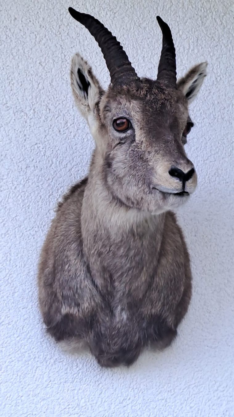Il mondo degli animali: Steingeiss – Nuovo (secondo la descrizione) da Mollis venduto da Resel1985 4