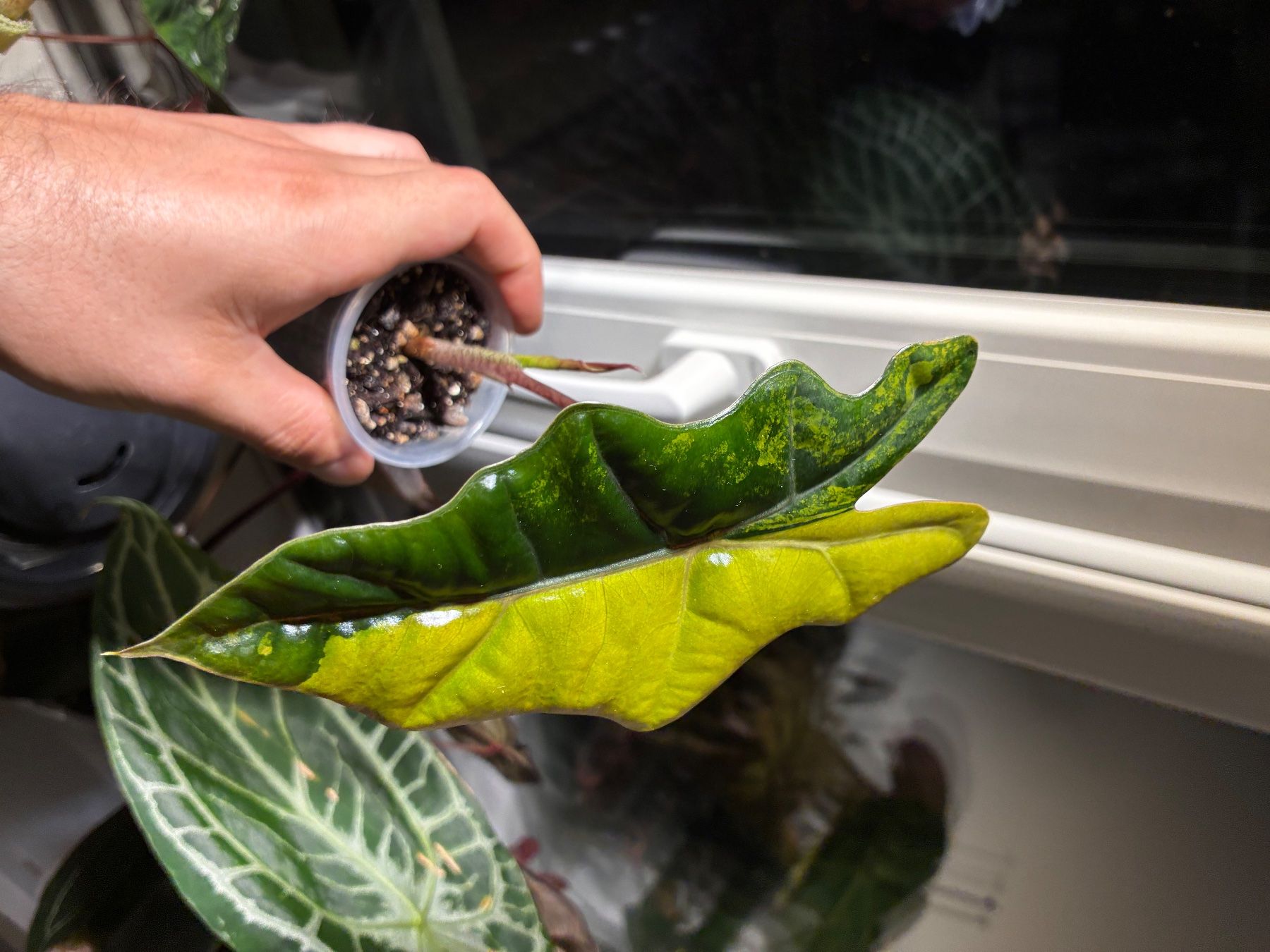 Plantes & graines: Alocasia Pseudo Sanderiana Aurea – D'occasion à Alchenflüh par Timmmsen 2