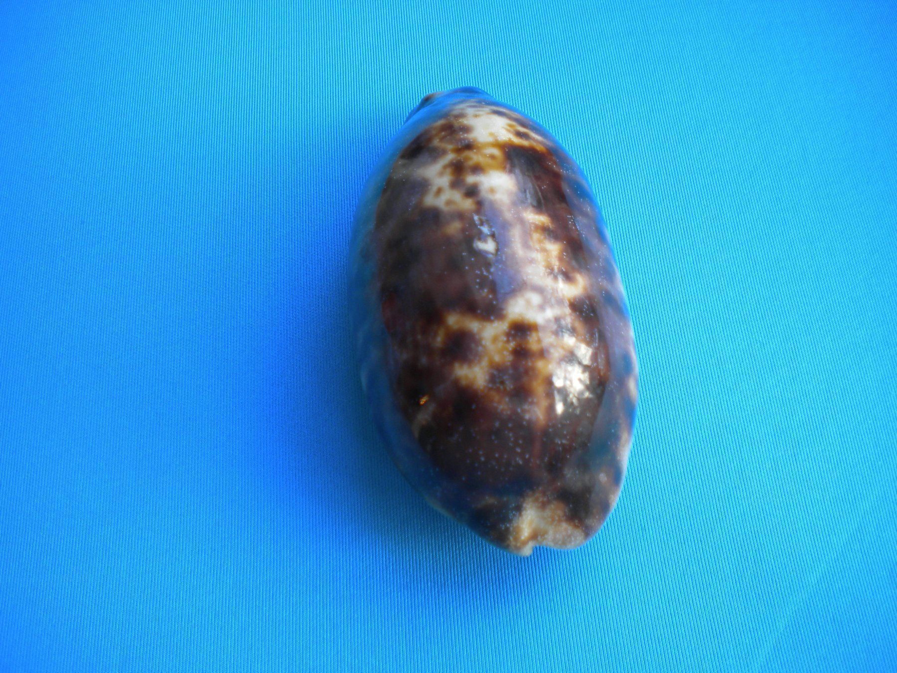 Fossilien: Schöne lange "Cauri" Muschel 10 cm – Gebraucht aus Spreitenbach von Sniper8952 2