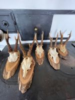 Rehbock Rehgeweihe auf Holzsockel