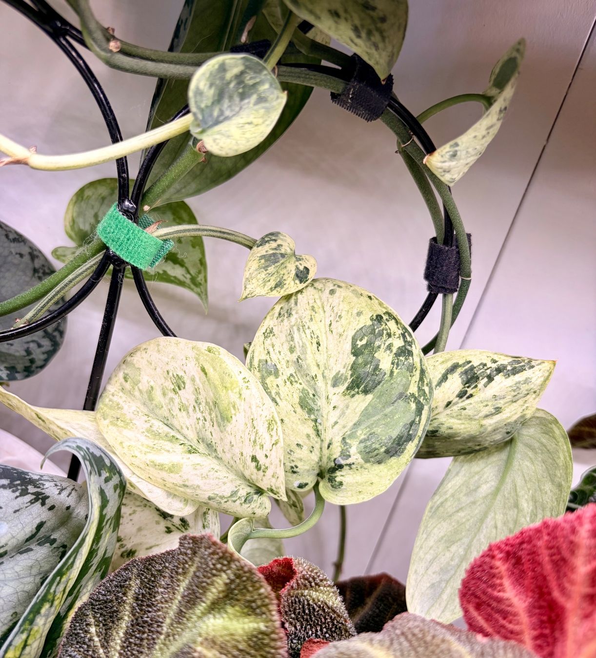 Plantes & graines: Scindapsus silver cloud dark form – D'occasion à Kaiseraugst par dka_b97z 3