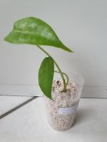 Alocasia Longiloba x Sinuata