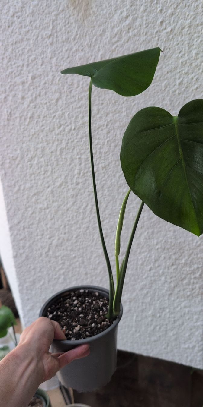 Piante & sementi: Pianta Monstera Deliciosa 61cm – Nuovo (secondo la descrizione) da Monnaz venduto da dan_9287