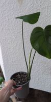 Pianta Monstera Deliciosa 61cm