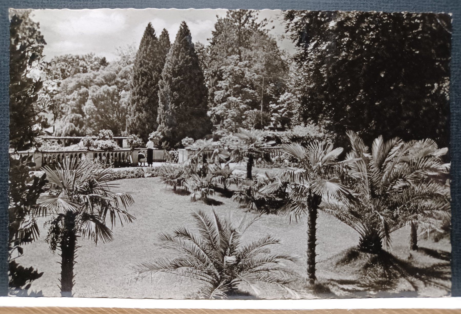 Cartoline postali: Insel Mainau, Palmenhain,1956, Bodensee, – Usato da Aarau Rohr venduto da mgvw