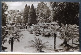 Insel Mainau, Palmenhain,1956, Bodensee,