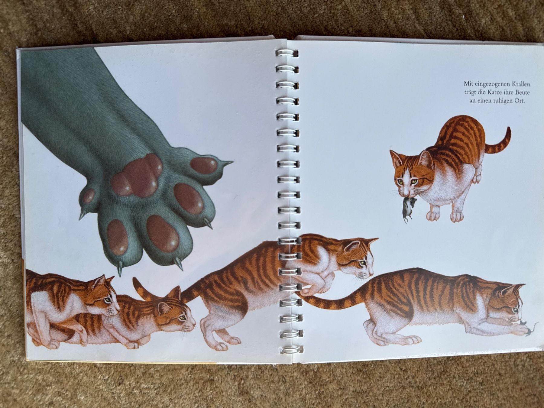 Libri: Meyers - Die Katze – Usato da Aarau venduto da Kilauea 4