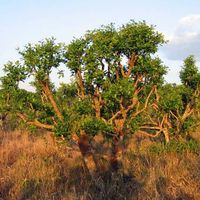Ilex paraguariensis - Thé maté  PLANT