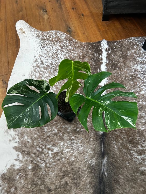 Monstera Variegata Pflanze Kaufen auf Ricardo