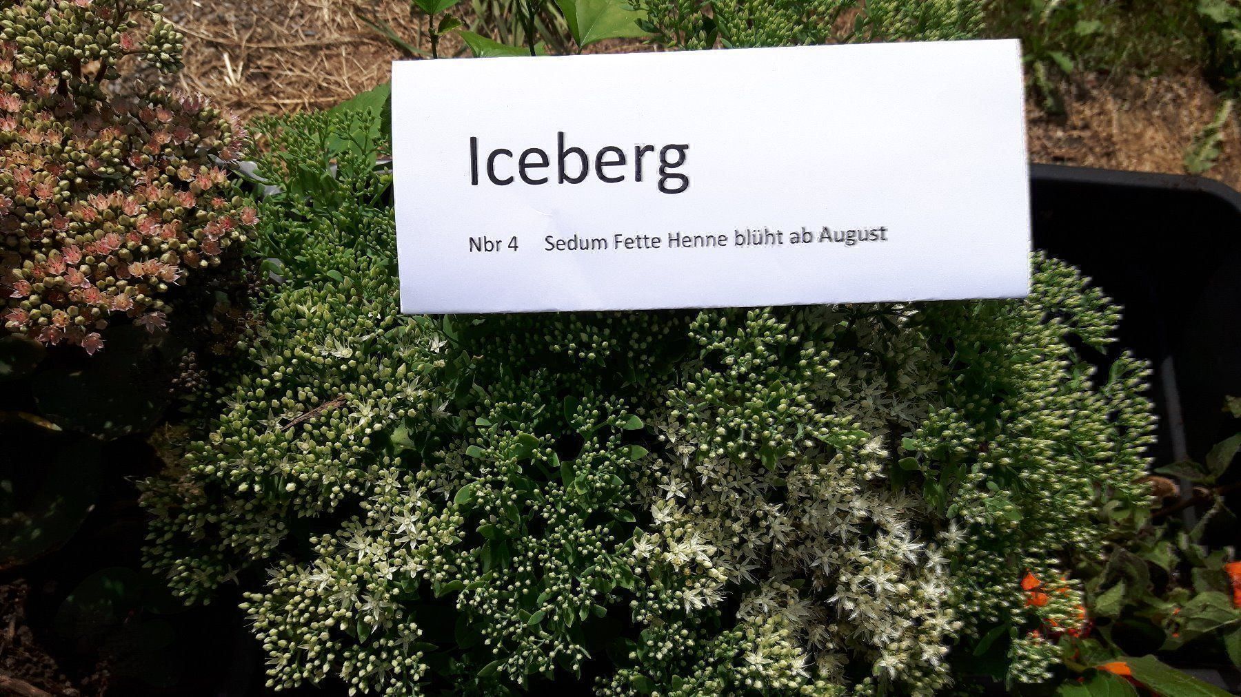 Piante & sementi: Fette Henne Iceberg Sedum – Nuovo (secondo la descrizione) da Ibach venduto da chaemilochhobbygarte 1