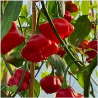 Glockenpaprika - Capsicum baccatum - 25 Samen