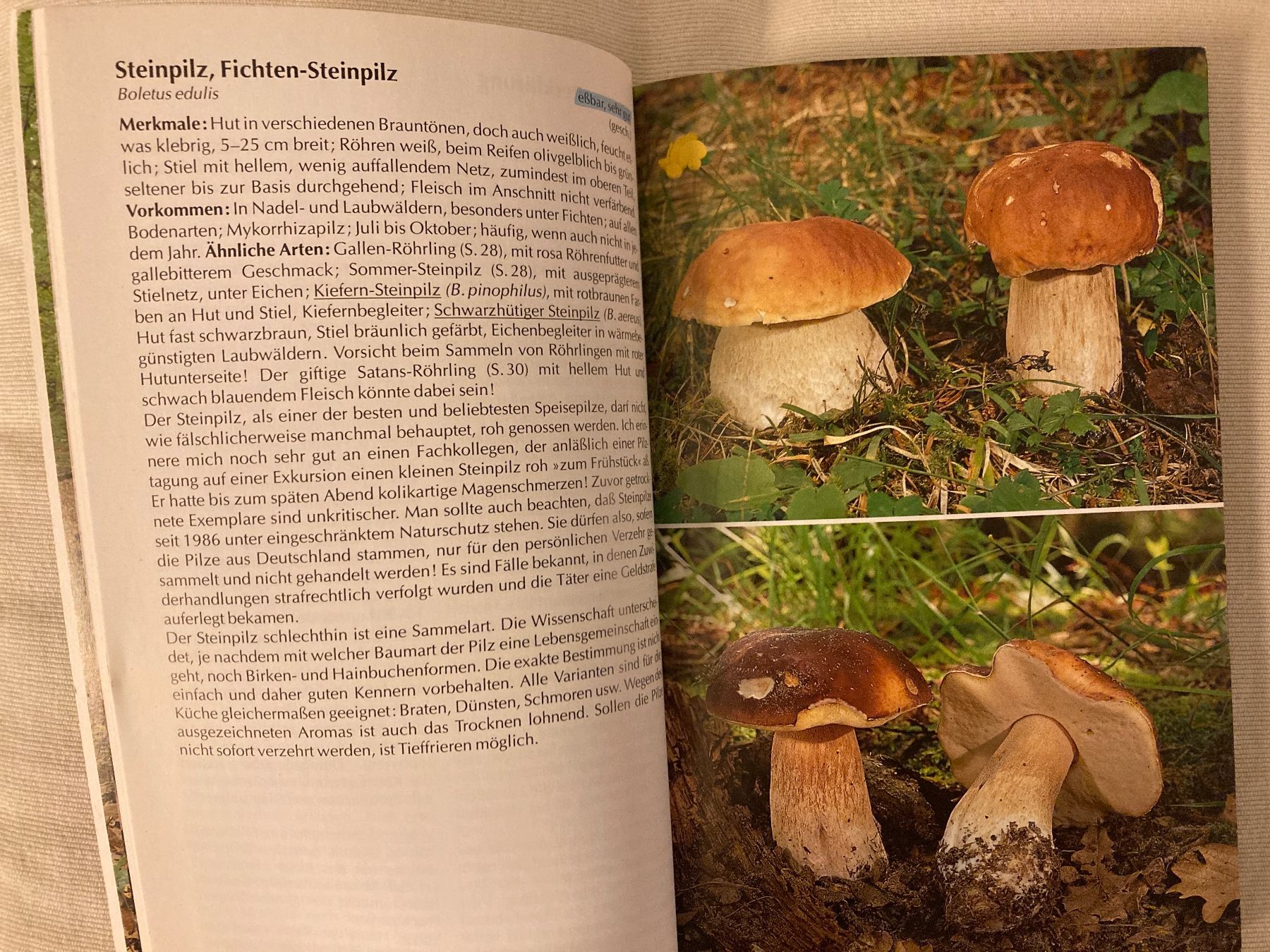 Libri: BLV-Bestimmungsbuch Pilze, mit Faltplan – Usato da Baden venduto da Yoyo1 4