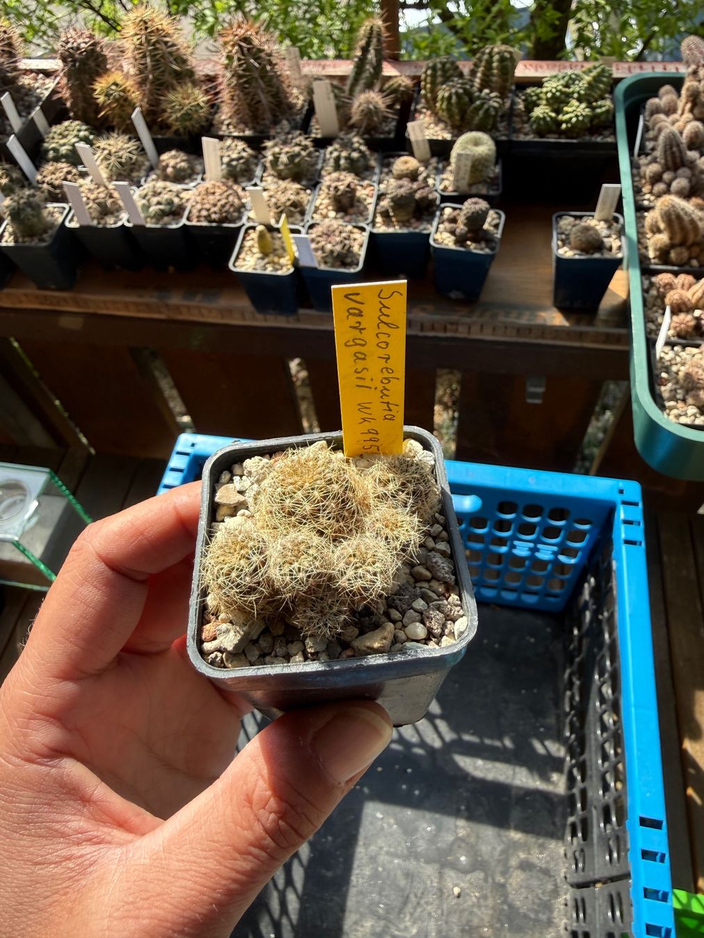 Piante & sementi: Sulcorebutia vargasii – Usato da Rorbas venduto da SimS0n