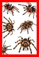 3D temporär Tattoo Vogelspinne Spinne Fake Halloween Spider