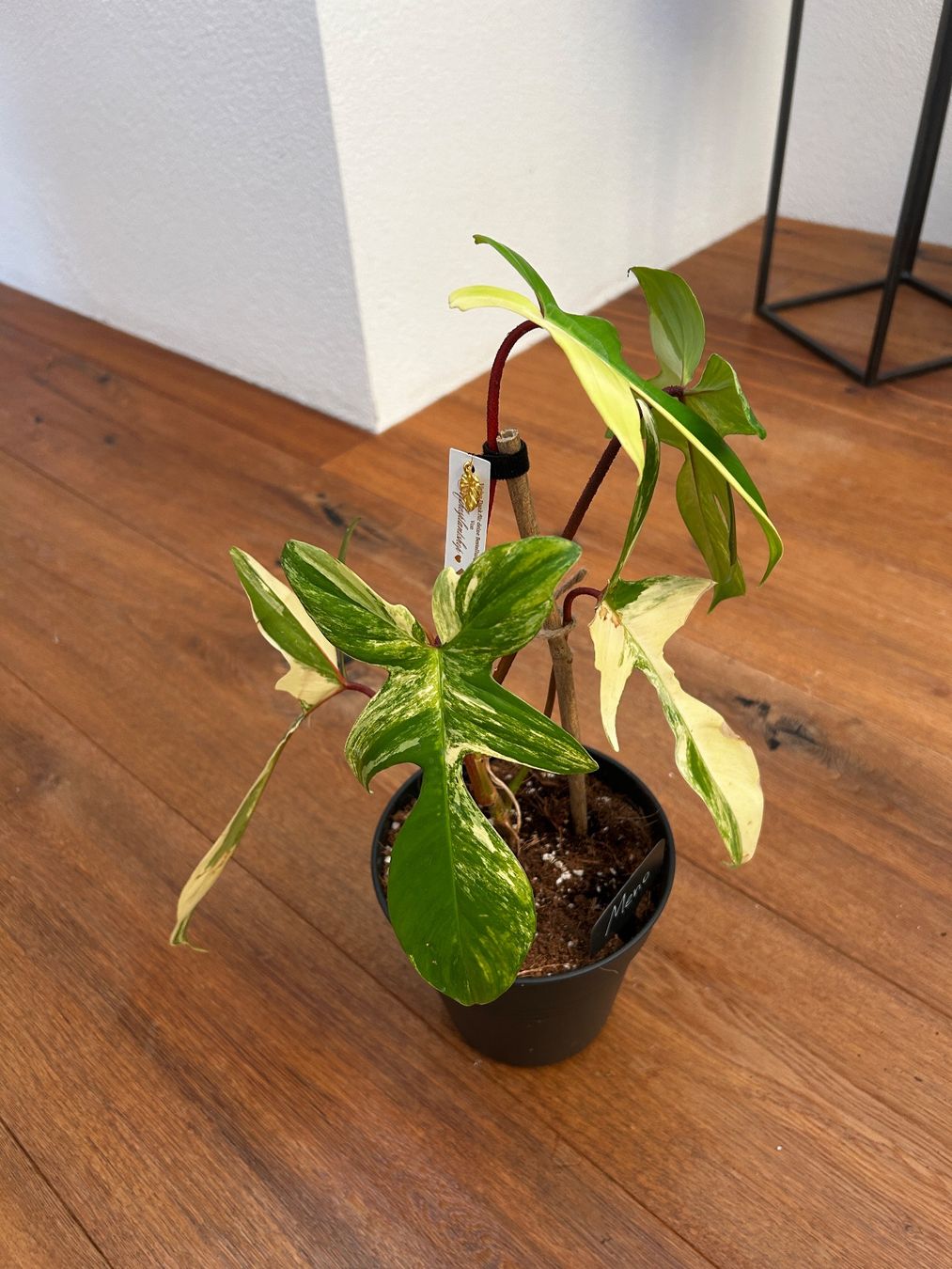 Pflanzen & Samen: Philodendron Florida beauty💛 – Gebraucht aus Wattwil von Mikesplantshop 1
