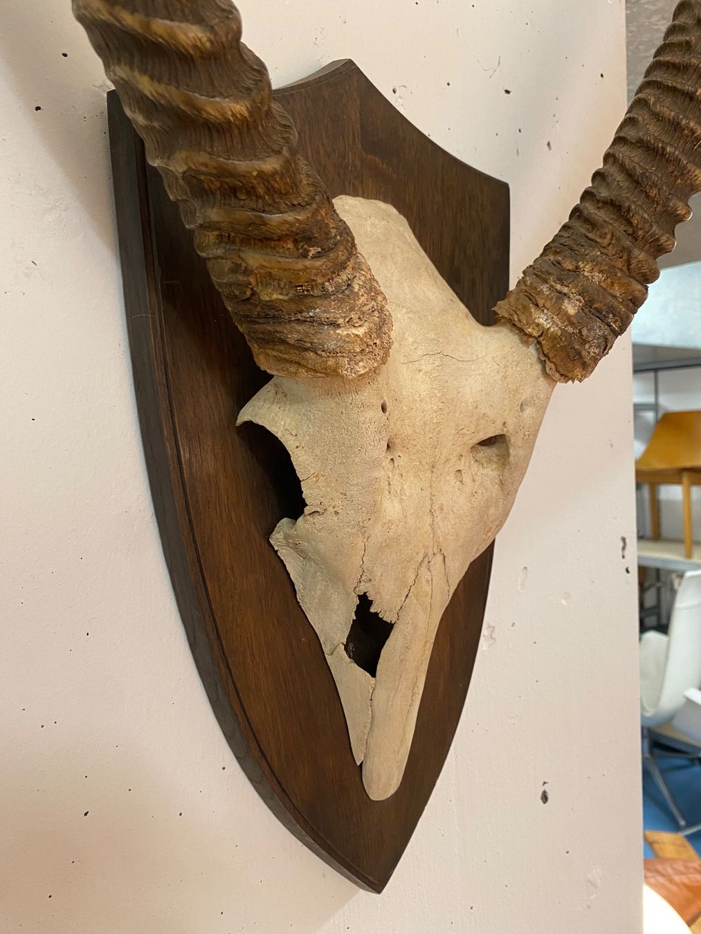 Il mondo degli animali: Große alte Jagdtrophäe Antilope Vintage Jagd – Usato da basel venduto da franzie1 1