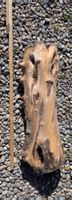 Olivenholz Stamm Drechselholz Edelholz