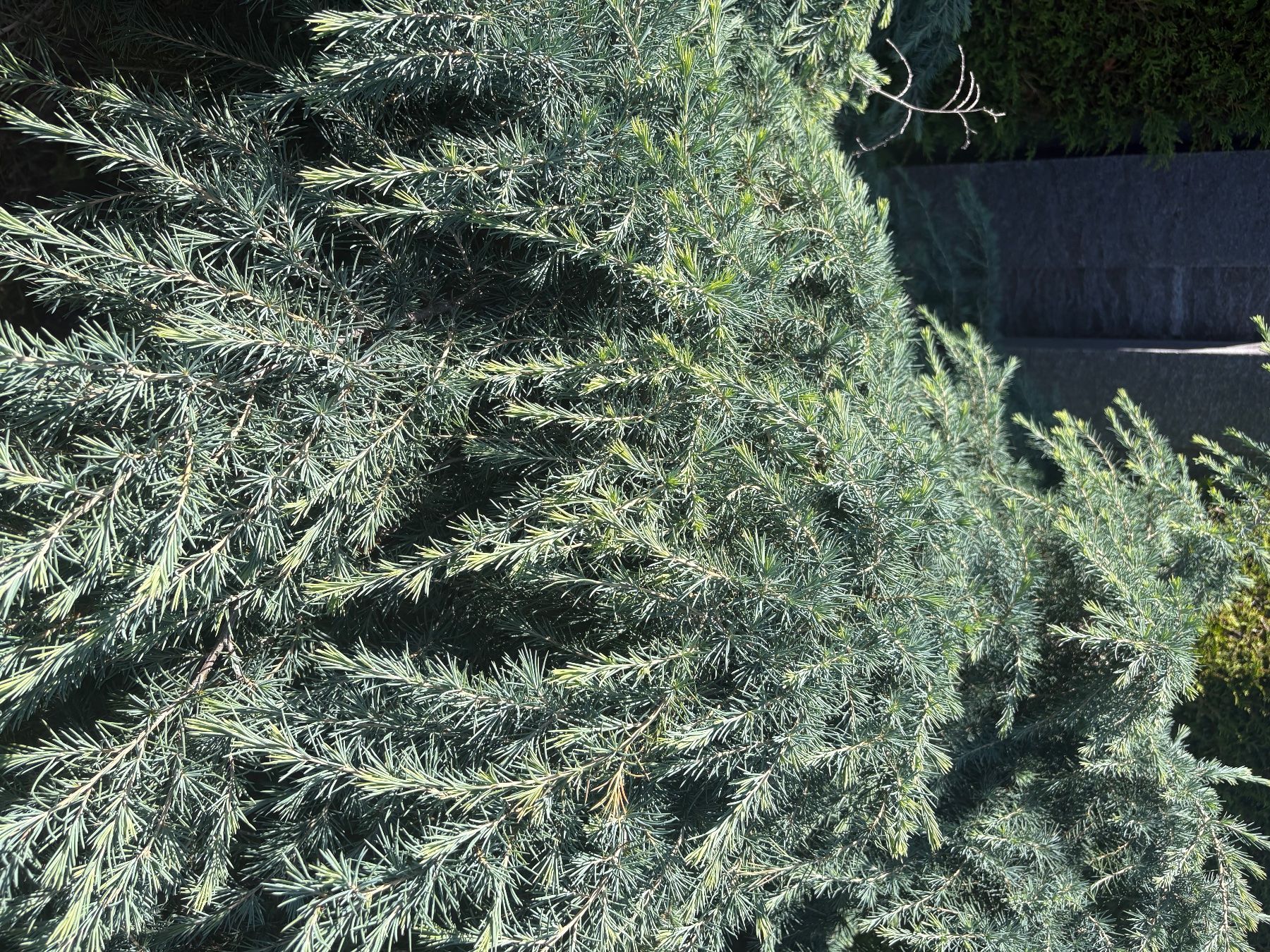 Piante & sementi: Blaue Atlaszeder cedrus atlantica pendula – Usato da Oftringen venduto da SCHIBLI1 2