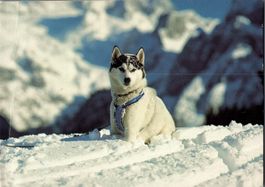 Postkarte mit Hund für Tierfreunde