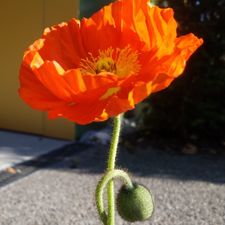 Profile image of CamilleBu