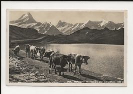 AK ca 1930 Bachalpsee am Faulhorn , Schreckhorn mit Kühen 🐮