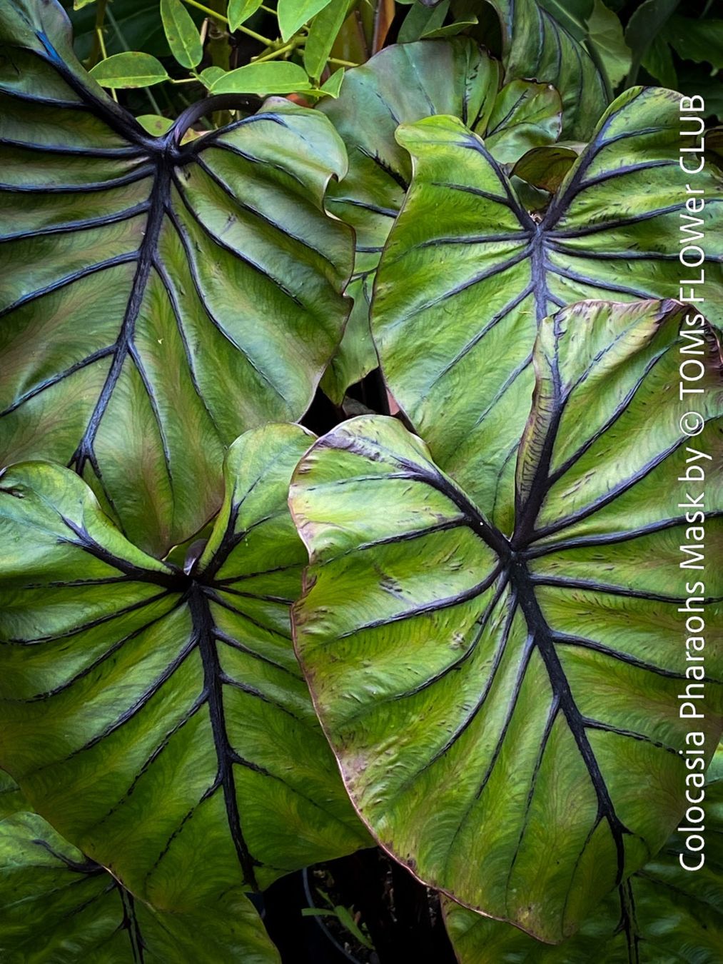 Piante & sementi: Colocasia Pharaohs Mask - 100% Bio-Pflanze – Nuovo e nell'imballaggio originale da Adliswil venduto da astom369