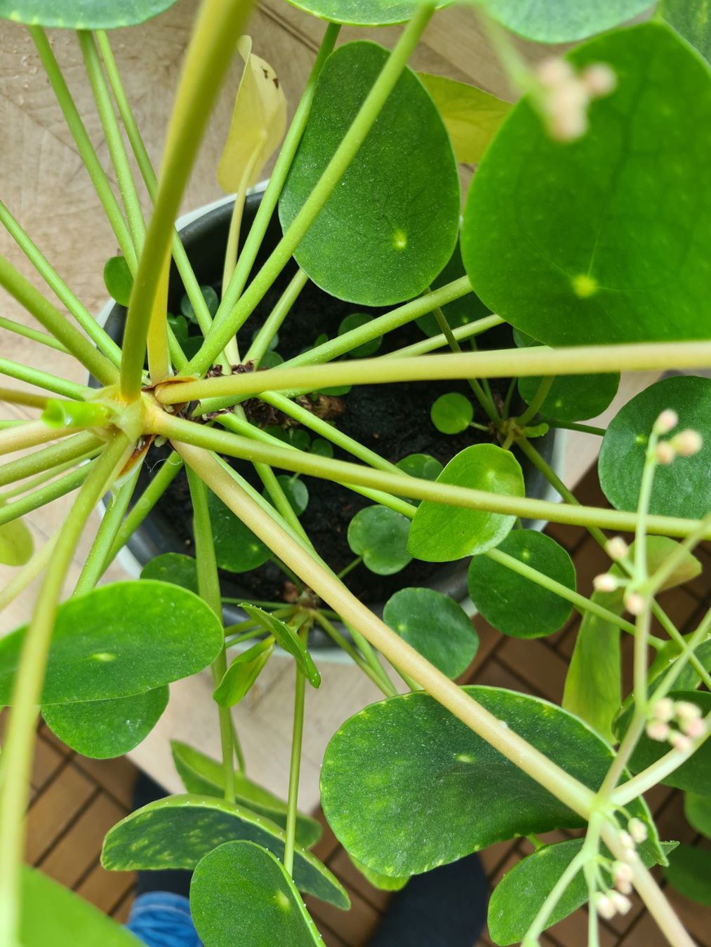 Piante & sementi: Pilea wunderschön mit Blüten – Usato da Reinach BL venduto da andreas_mueller 2