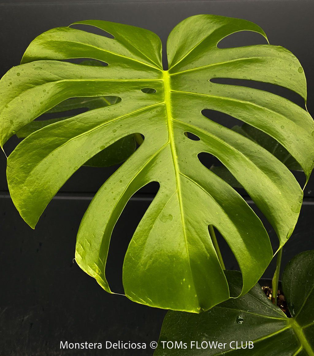 Piante & sementi: Monstera Deliciosa - echte, gross-blättrige Grundform – Nuovo e nell'imballaggio originale da Adliswil venduto da astom369 7