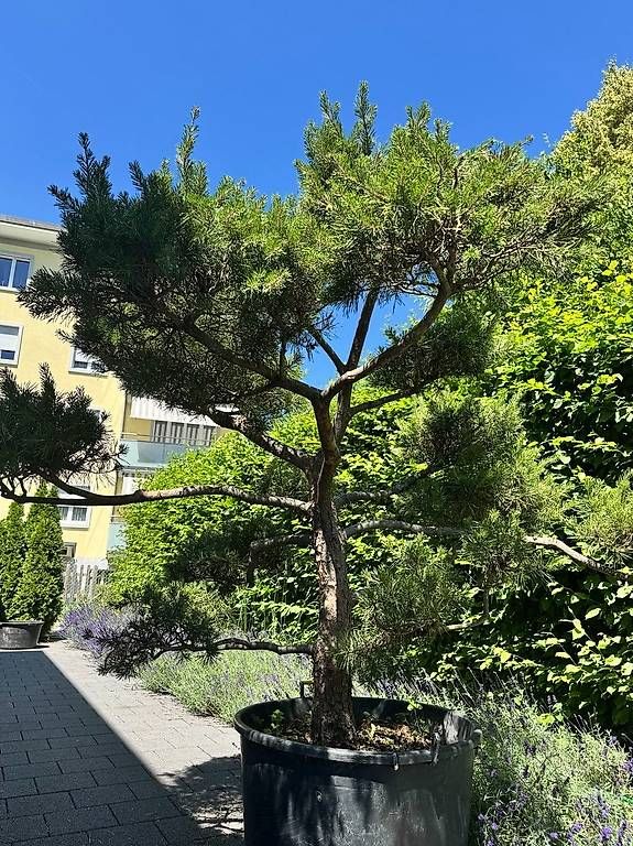 Pflanzen & Samen: formgeschnittene Föhre - Garten-Bonsai – Gebraucht aus Trimbach von mdc70 2