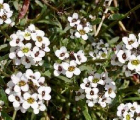 Piante & sementi: 100 SAMEN STEINKRAUT WEISS ALYSSE BLANC ALYSSO BIANCO – Nuovo e nell'imballaggio originale da Rovio venduto da POSITIFFARTandPLANTS 6