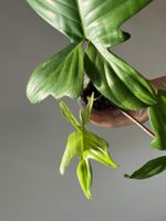 🔥Philodendron Florida Ghost