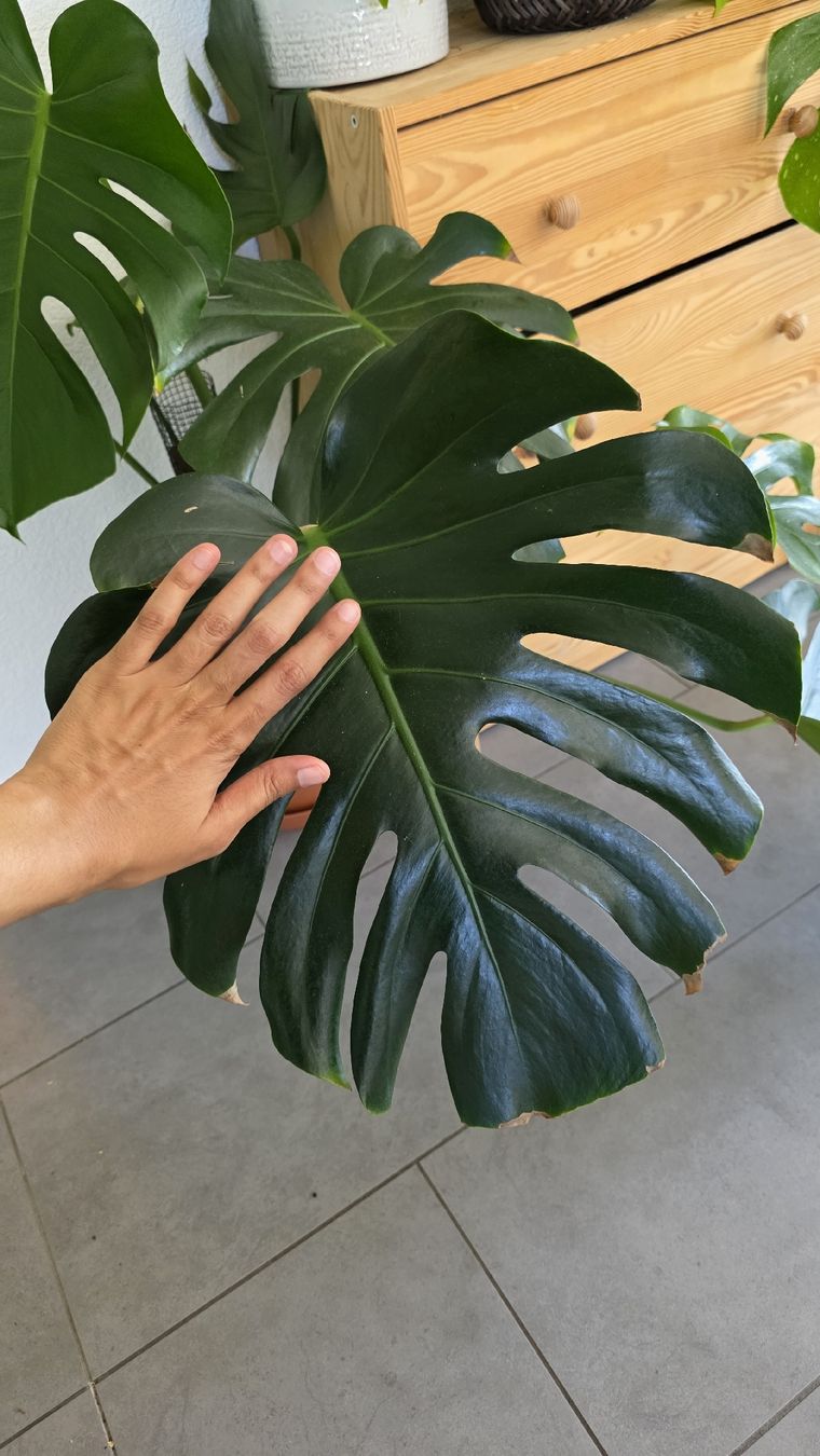 Piante & sementi: Monstera Deliciosa  – Usato da Pieterlen venduto da Miss.p 2