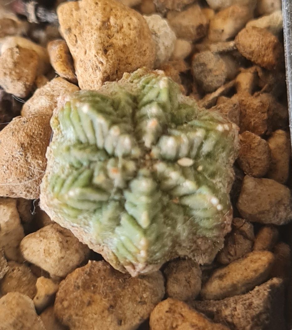 Aztekium Ritterii (Gebraucht) in Basel für CHF 25 – mit Lieferung auf ...