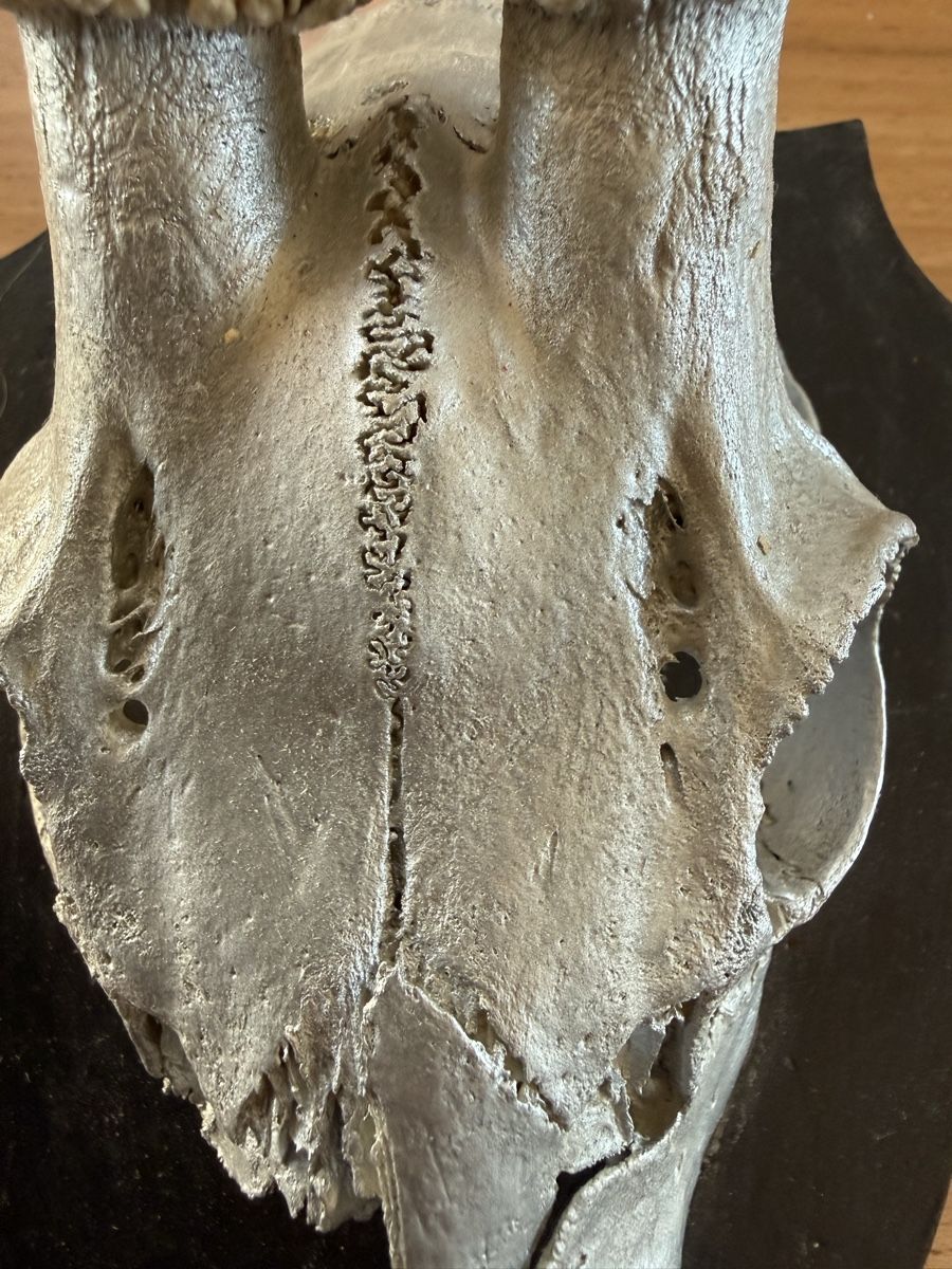 Alle Dekorationen: Rehschädel Airbrush silber – Gebraucht aus Grenchen von Bastet007 6