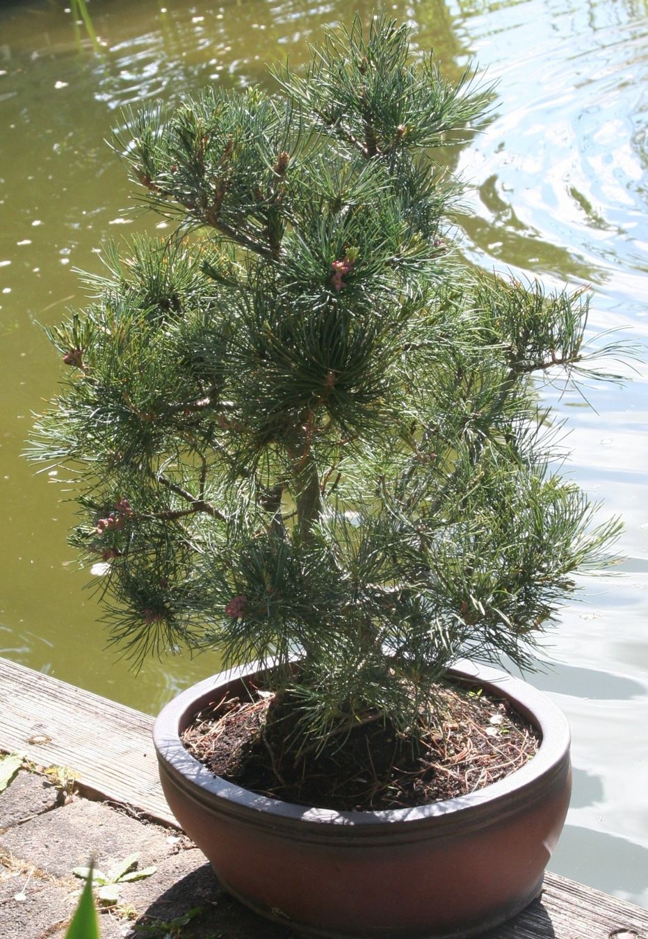 Piante & sementi: BONSAI  -  Mädchenkiefer – Nuovo (secondo la descrizione) da Gretzenbach venduto da Sikim 3